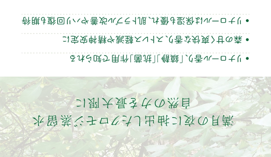 Little_Fuji_Forest_drops_A_3_h550.jpg