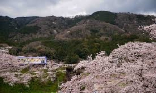 Sakura18b.jpg