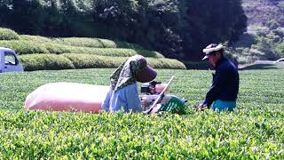 Aki_Japanese_Tea_plantation_2.jpg